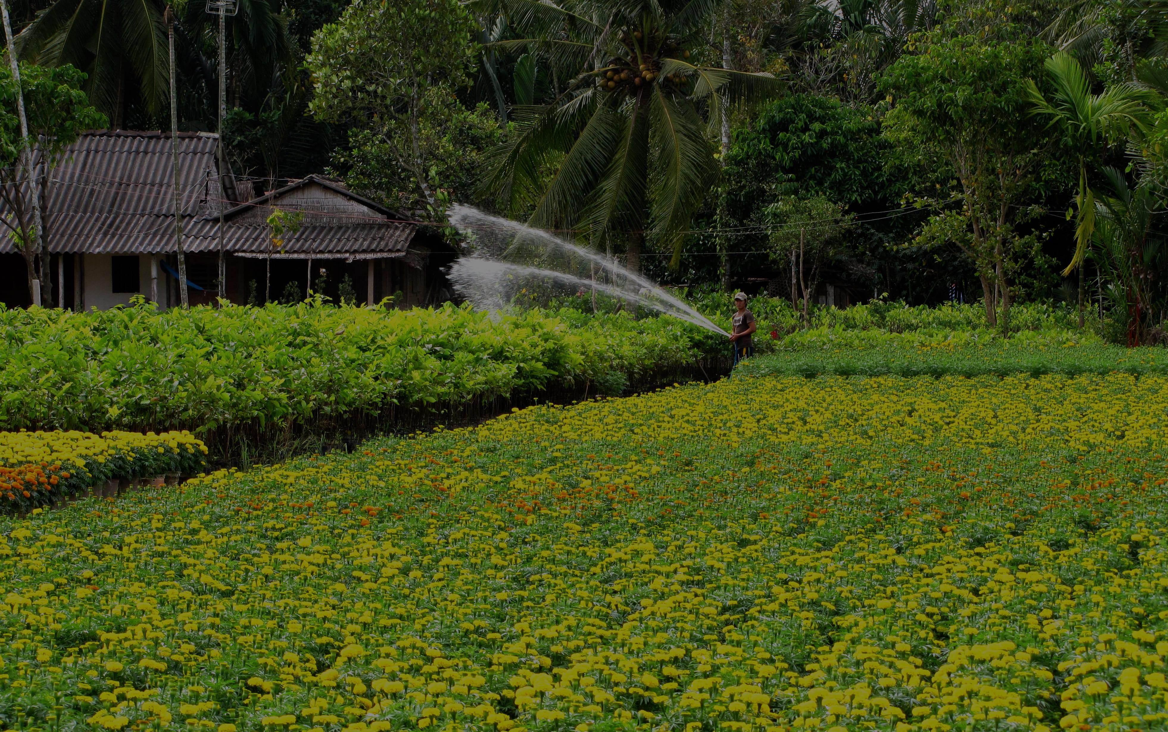 Thanh Tan Flower Village